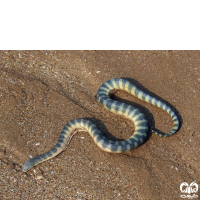 گونه مار دریایی نوک دار Beaked Sea Snake